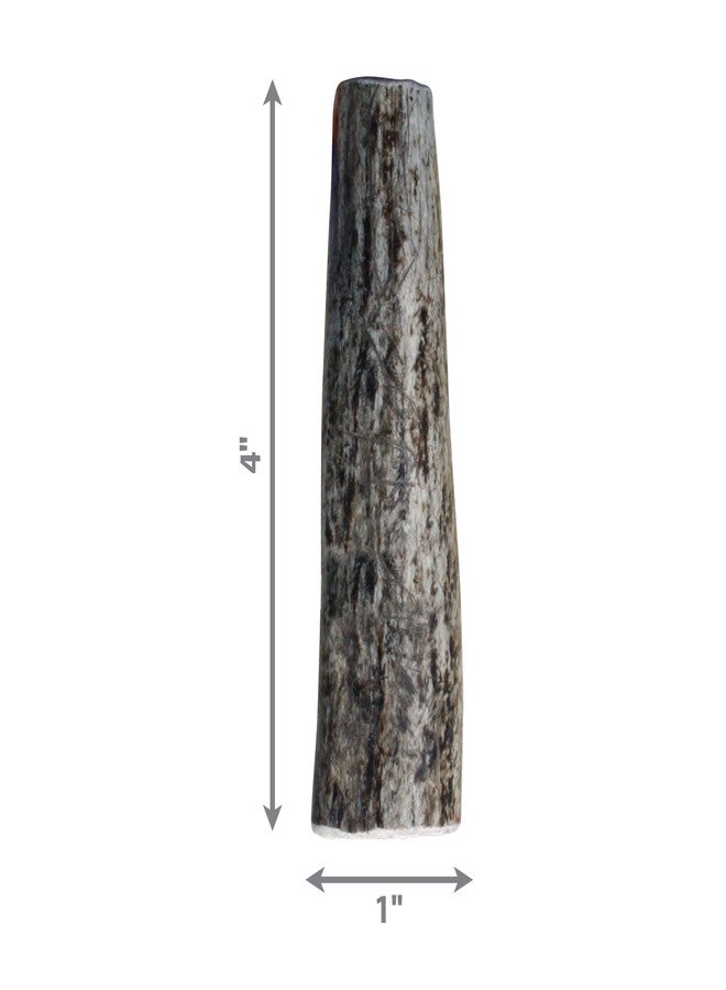 KONG Whole Antler Dog Chew – Durable Natural Elk & Deer Antlers for Strong Chewers - Naturally Shed, Long Lasting Chews (X-Small) - Image 3